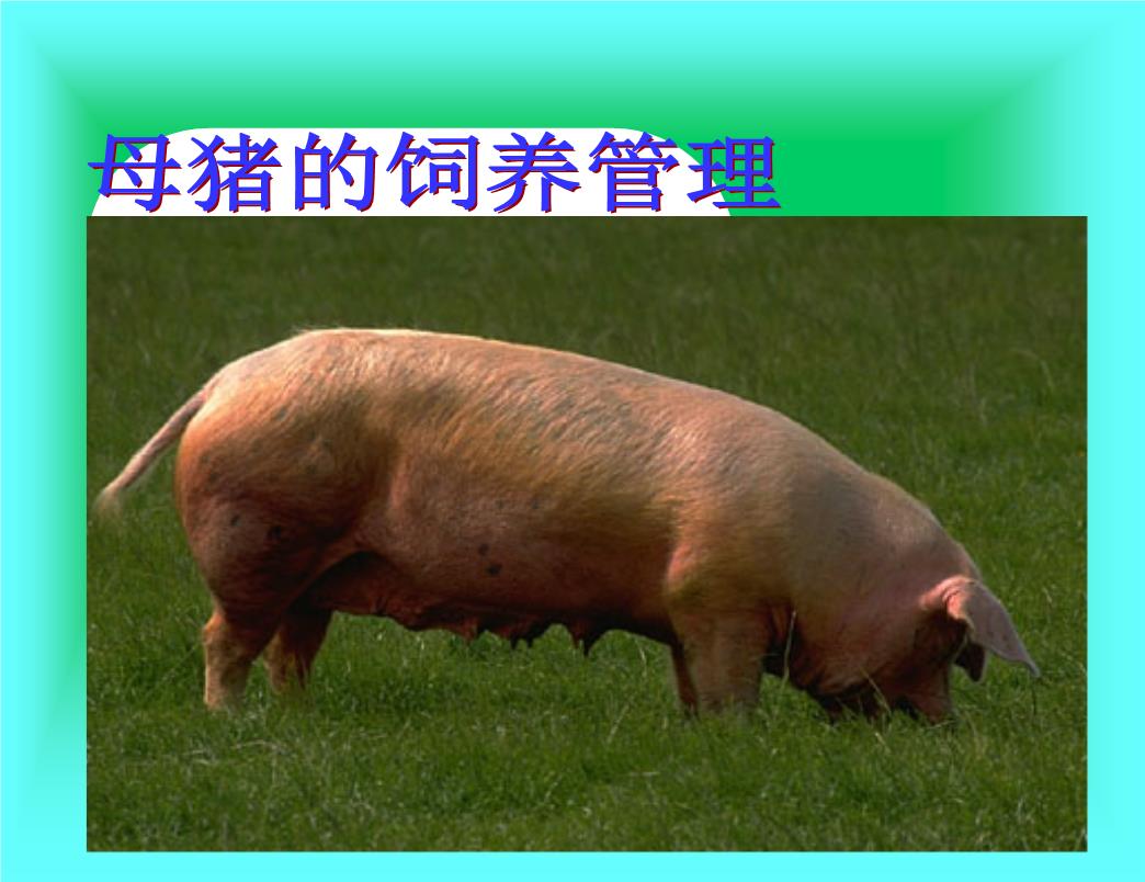 母猪的饲养管理.ppt