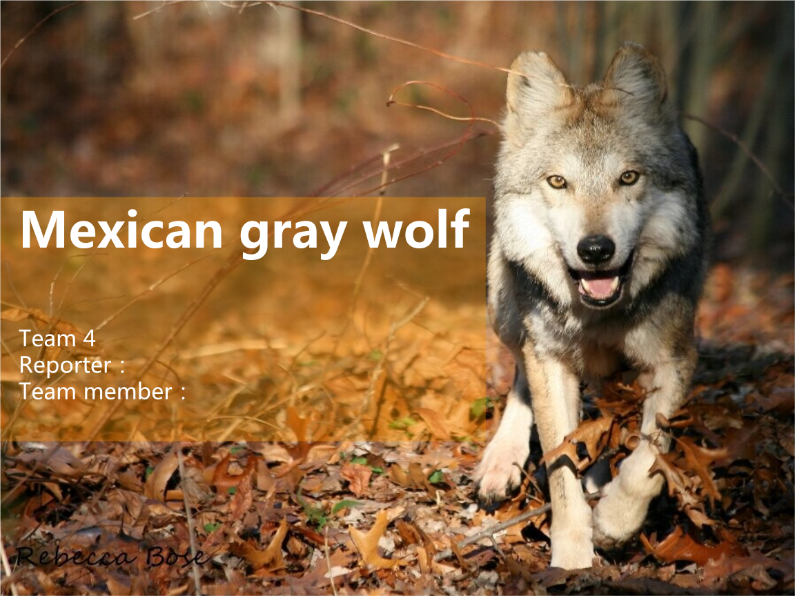 墨西哥灰狼mexicangraywolf教程.ppt