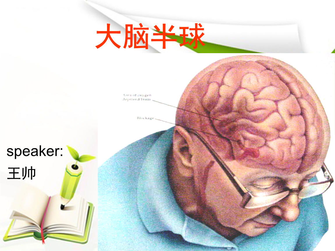 大脑半球.ppt