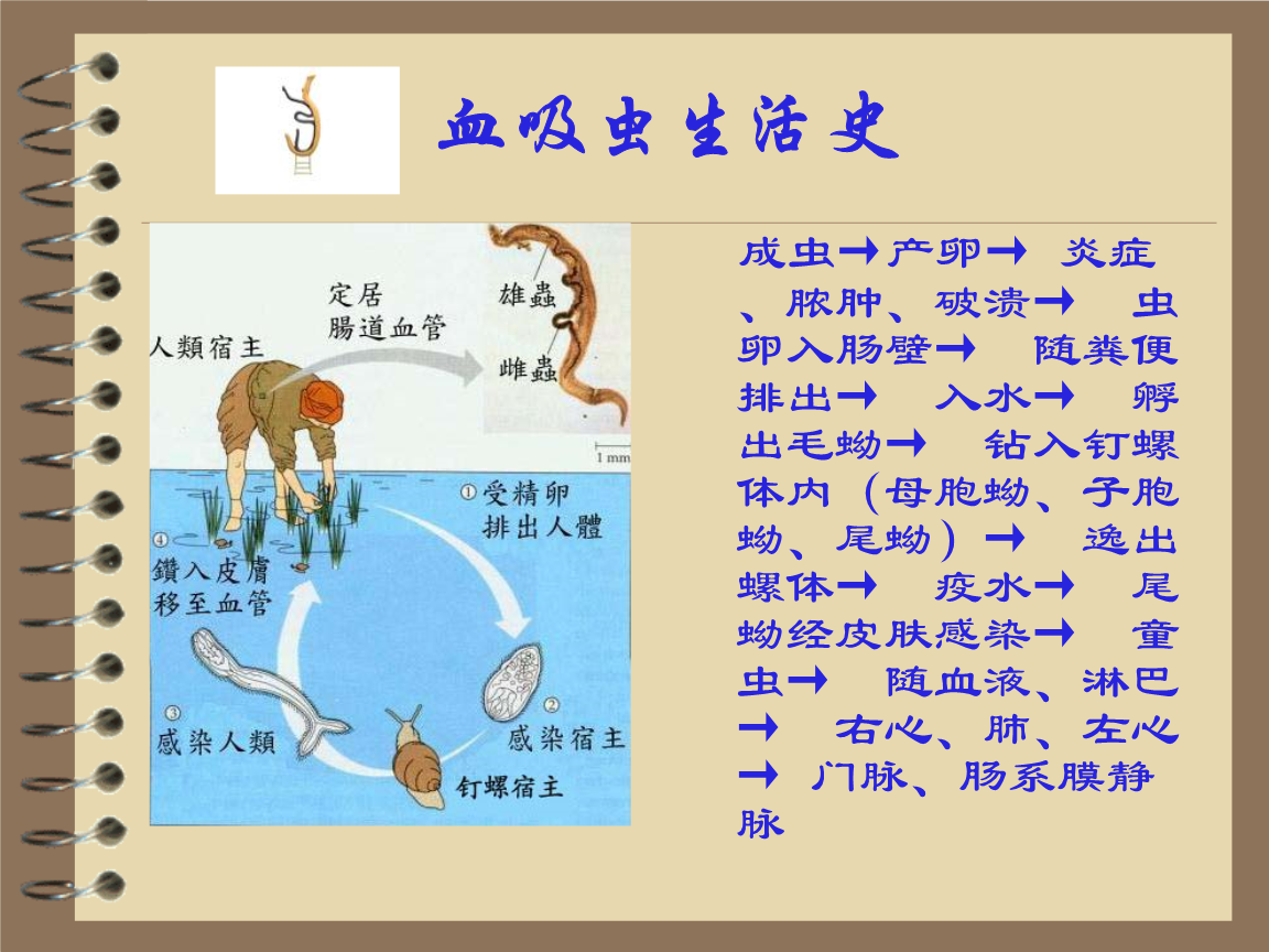 抗血吸虫,抗丝虫,抗阿米巴药物介绍.ppt