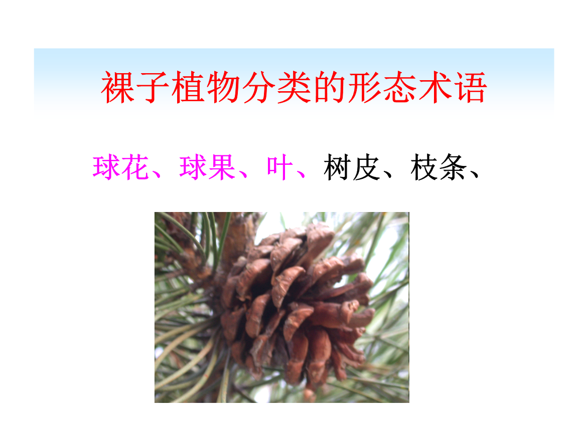 裸子植物形态术语分析.ppt 15页