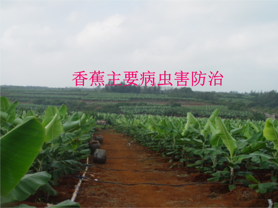 香蕉病虫害防治图谱资料.ppt