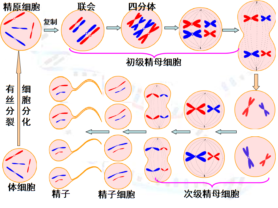 卵细胞形成过程讲解.ppt
