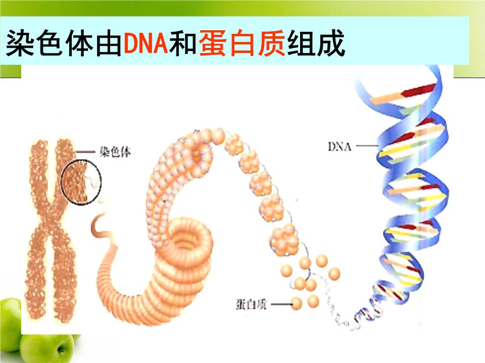 第课时基因指导蛋白质的合成及对性状的控制.ppt