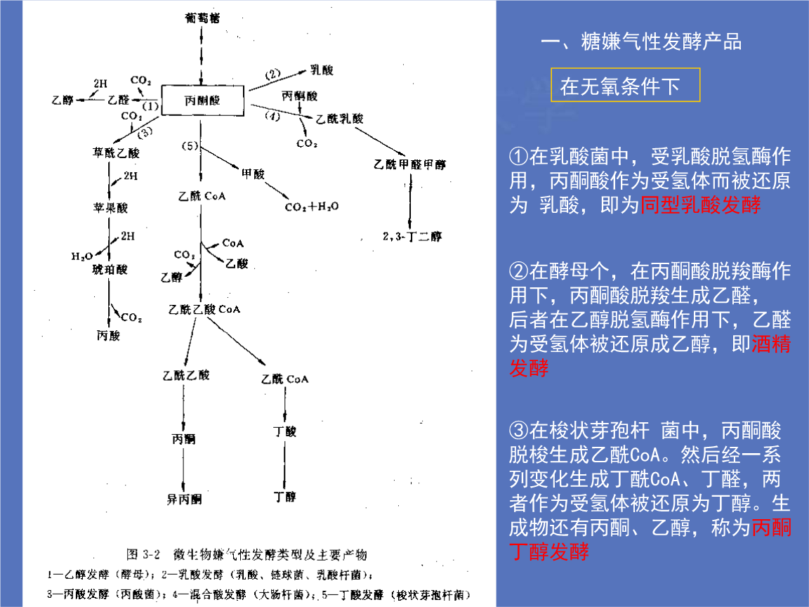 第八章 微生物与现代发酵工业 工业微生物学课