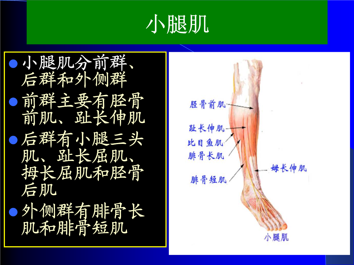 运动解剖学小腿肌_总结.ppt