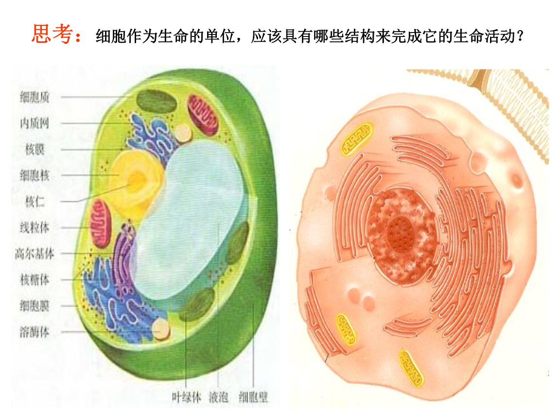 第三节 细胞质简介.ppt
