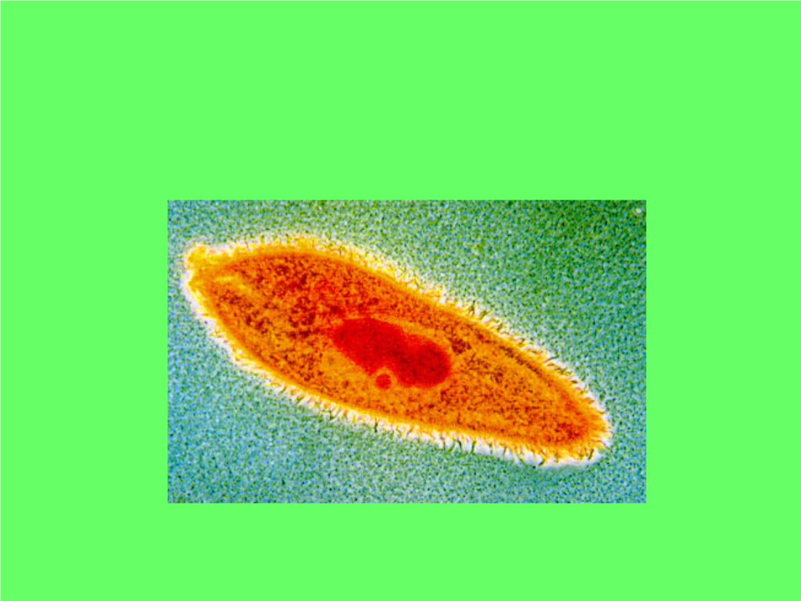 原生动物门(protozoa)方案.ppt