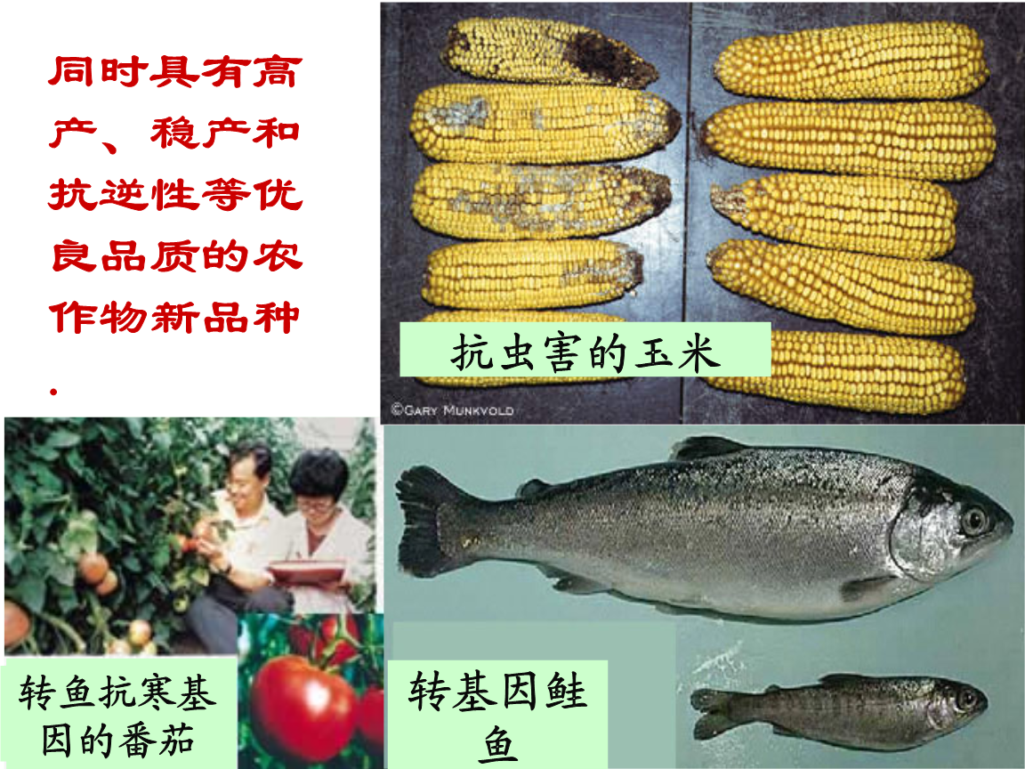 《基因工程》教学.ppt