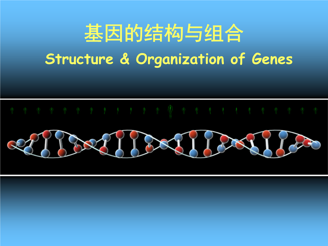 基因的结构与组合概述.ppt 163页